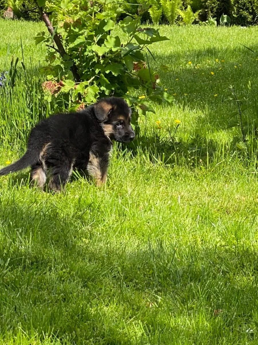 纯种德国牧羊犬幼犬。