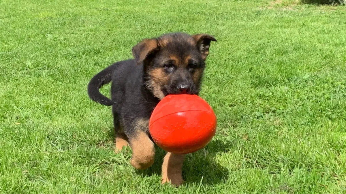 纯种德国牧羊犬幼犬。