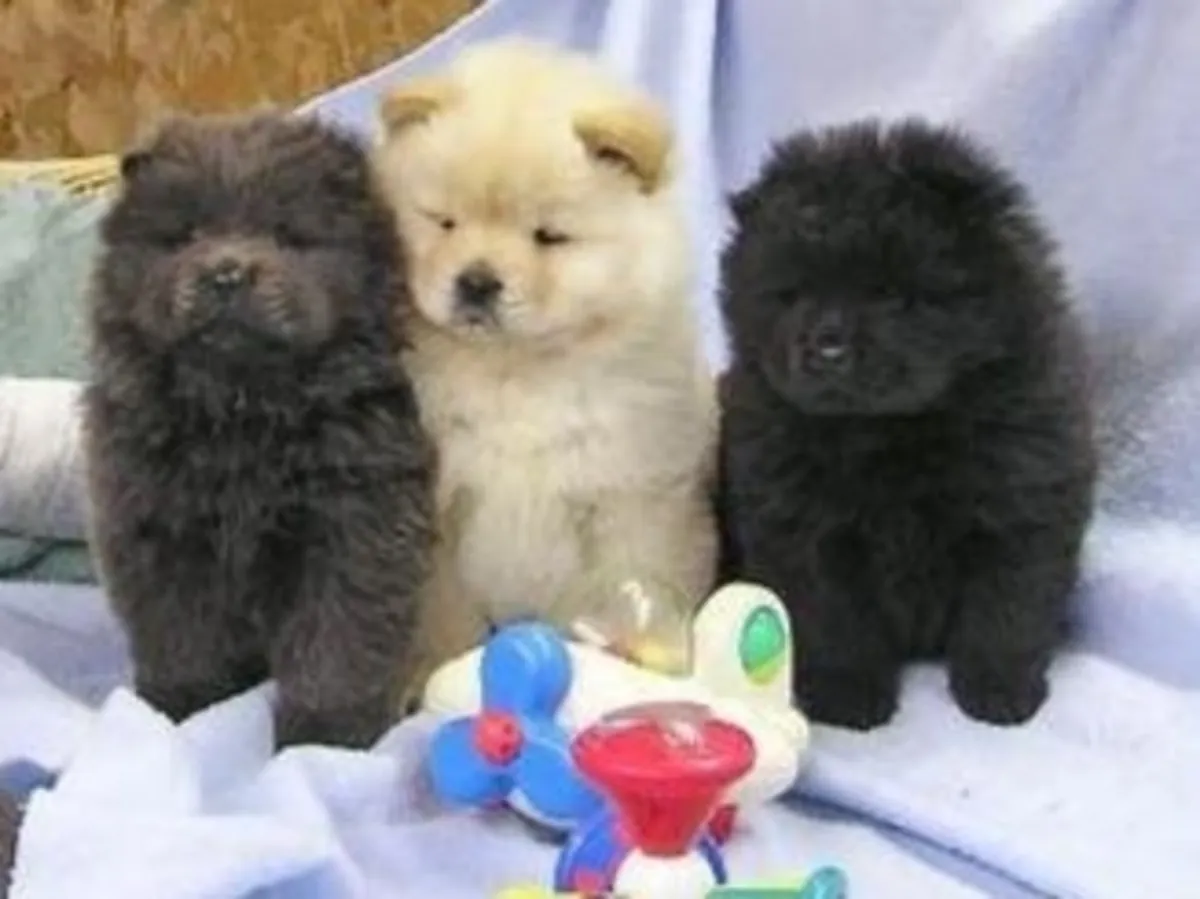 Şimdi hazır inanılmaz ve sağlıklı Chow Chow yavruları