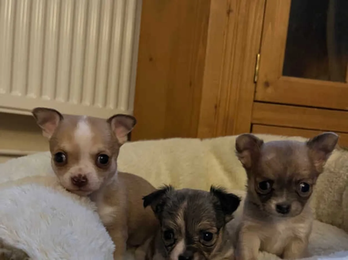 Sevimli çay fincanı tipi Chihuahua yavruları