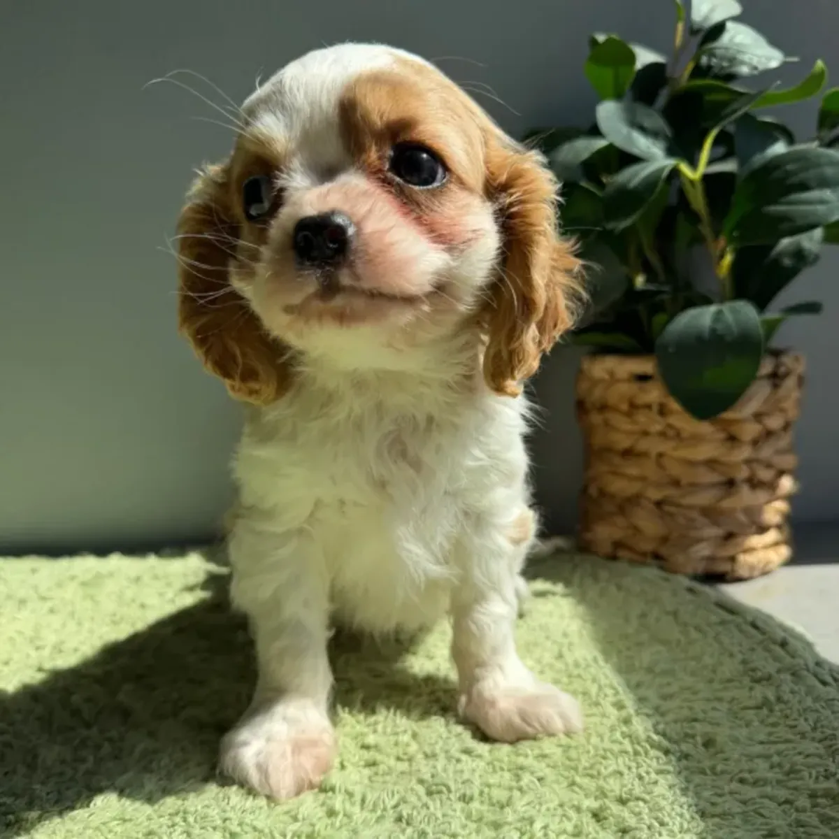 骑士查尔斯王小猎犬幼犬