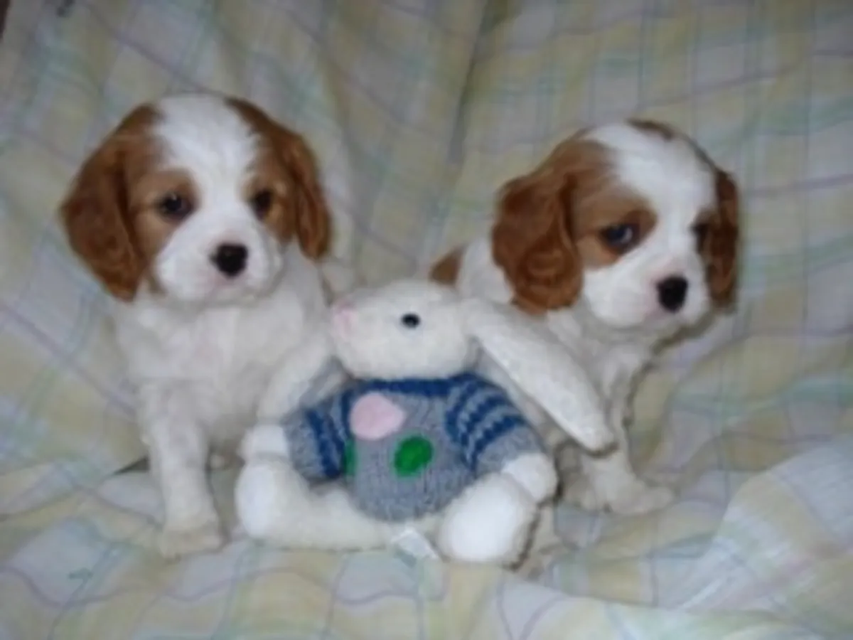 Cachorros inteligentes de raza Cavalier King Charles