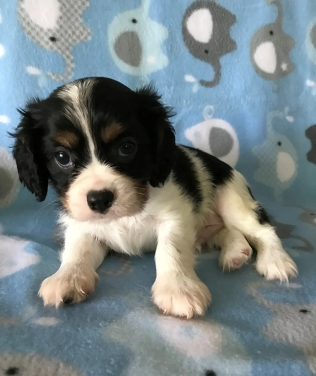 Cavalier King Charles Spaniel (macho y hembra) listos para entrega
