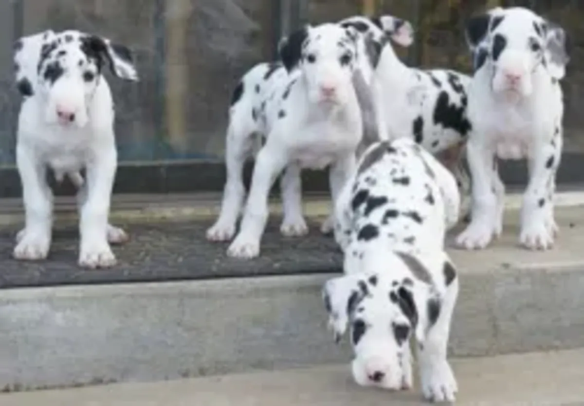 可爱的伟大丹犬幼犬（雄性和雌性）可供爱心家庭领养。