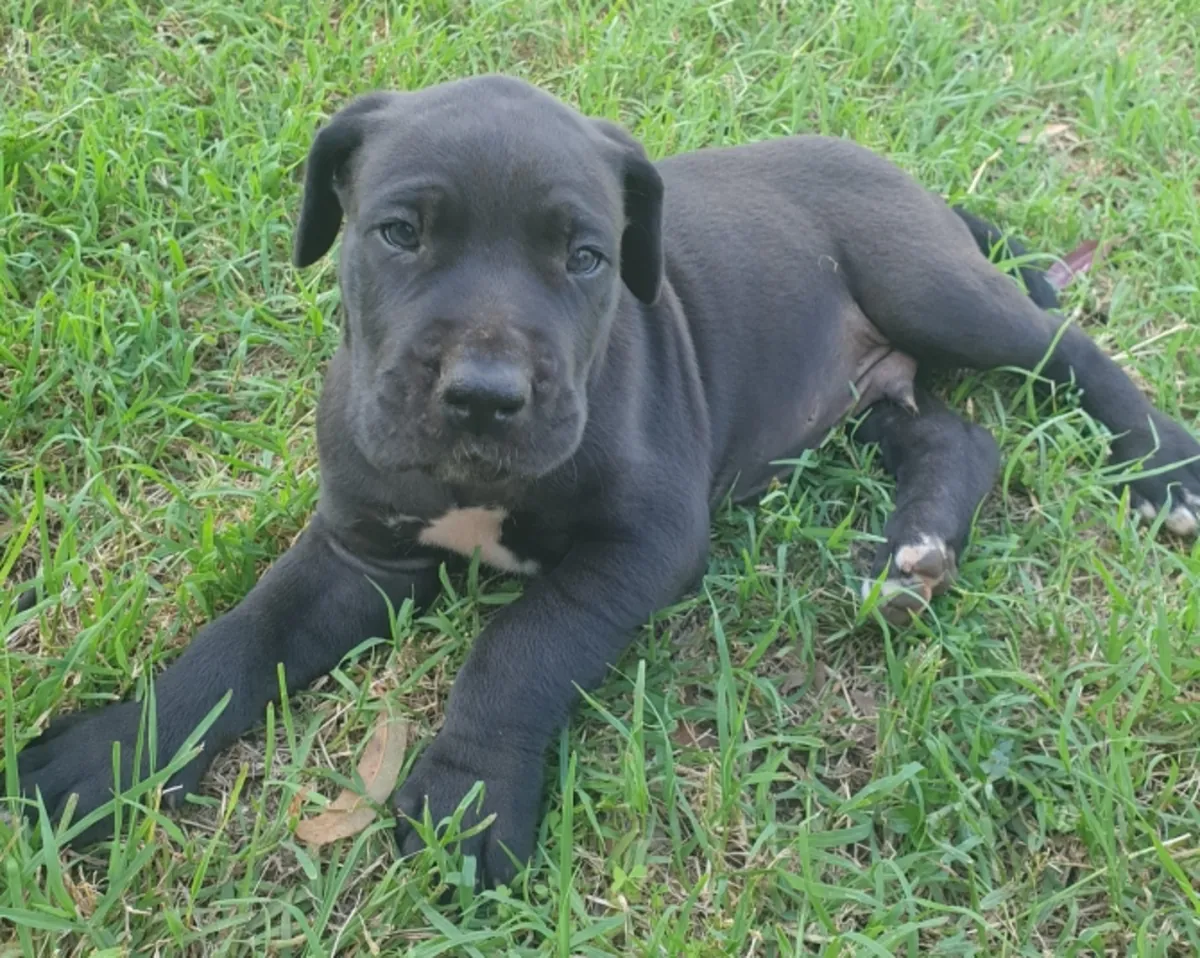 寻找新家的大丹犬幼犬