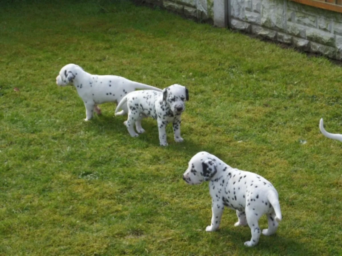Hermosos cachorros dálmatas
