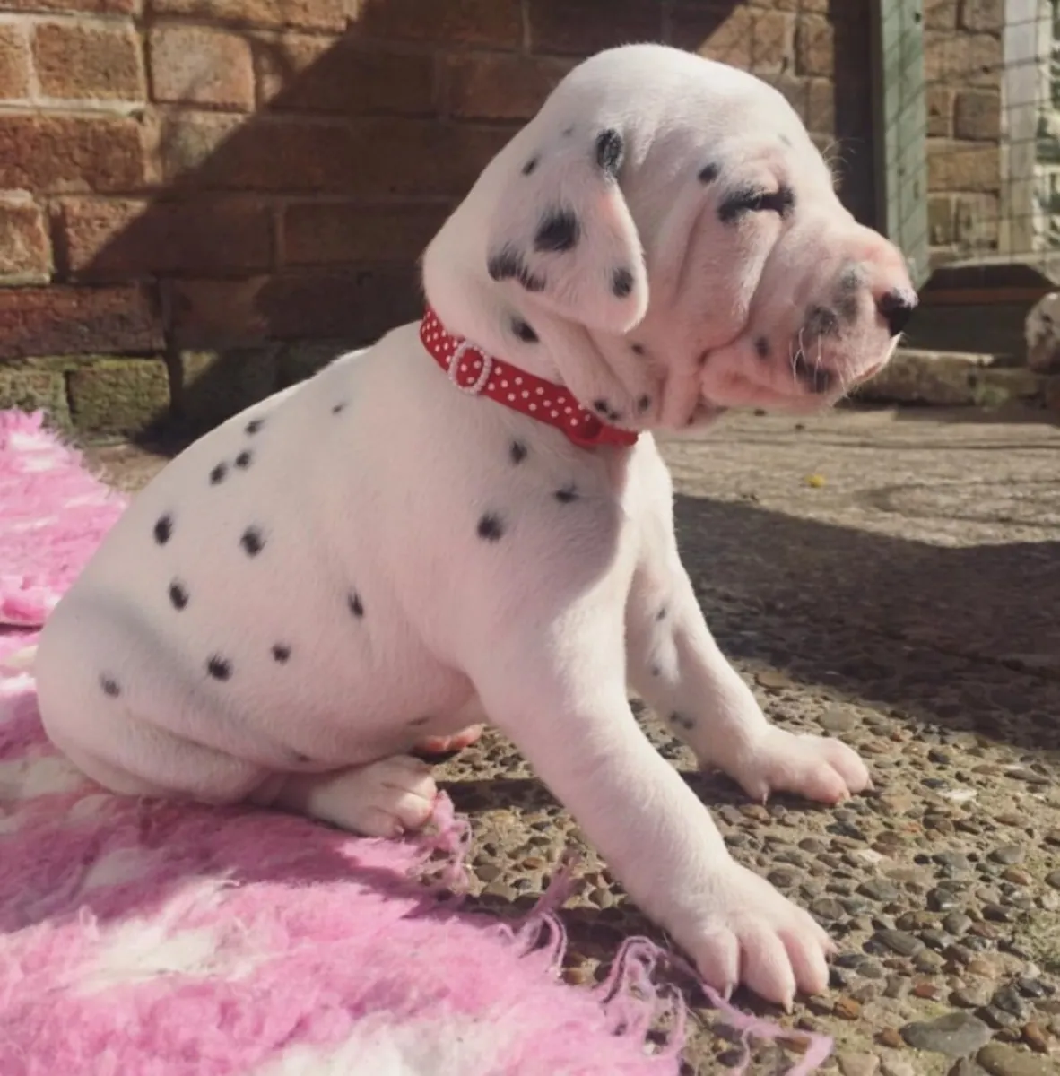 Cachorros dálmatas sanos