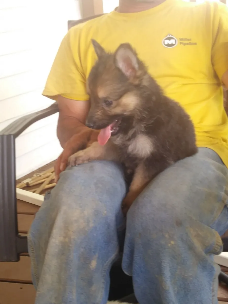 Güzel Alman çoban köpekleri yeni bir yuva arıyor.