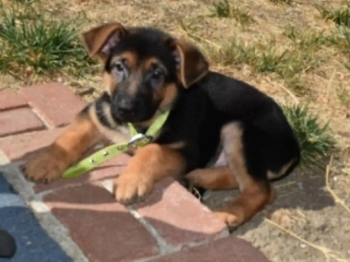 Cachorros de pastor alemán criados en casa disponibles.