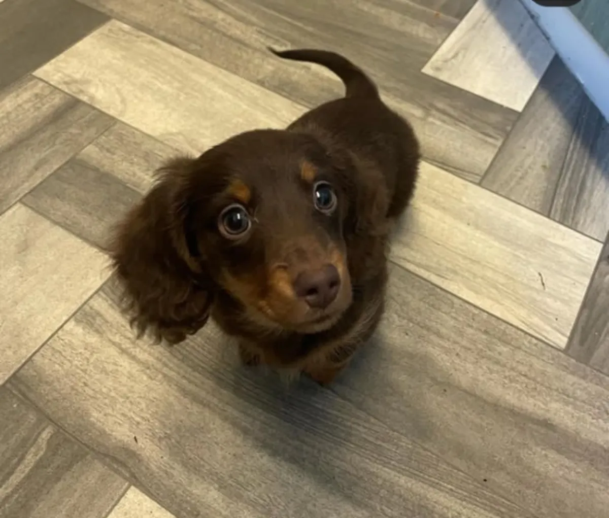 Chiots teckels joueurs