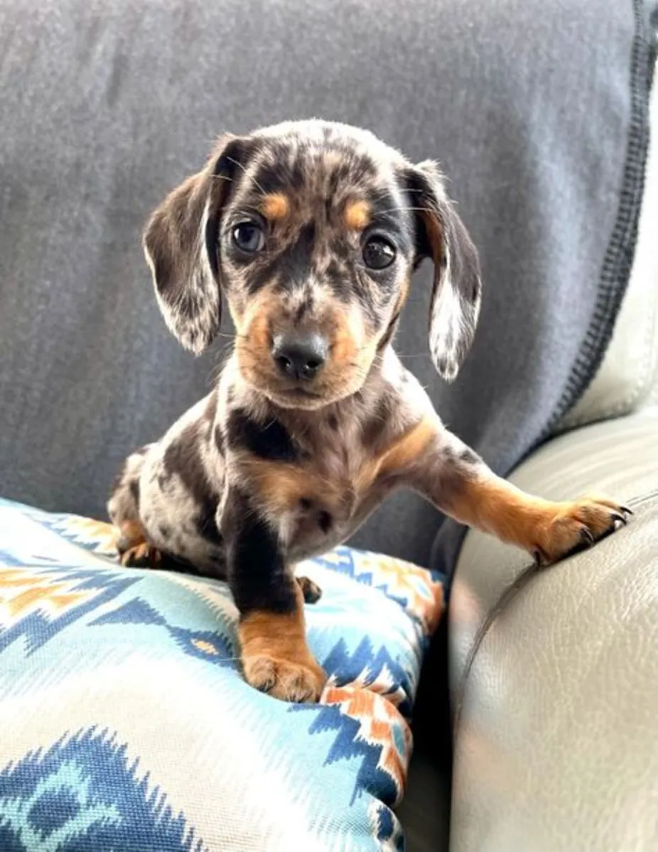 Uzun Tüylü Erkek Dachshund Yavru En İyi Fiyata