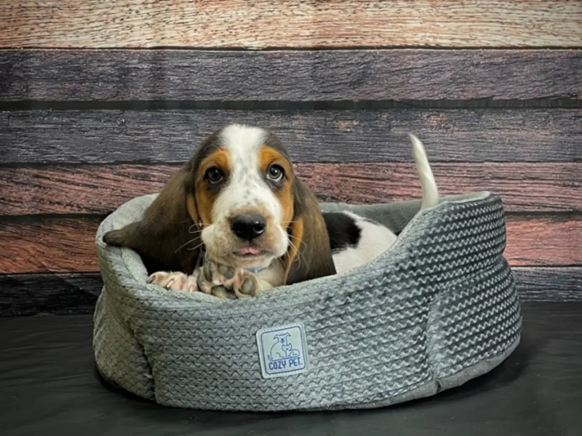 İyi eğitilmiş Basset Hound yavruları