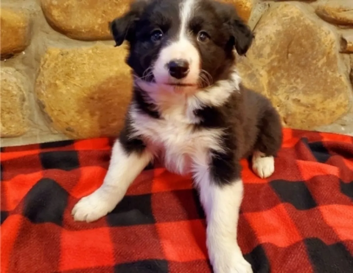 Border Collie erkek ve dişi yavrular var.