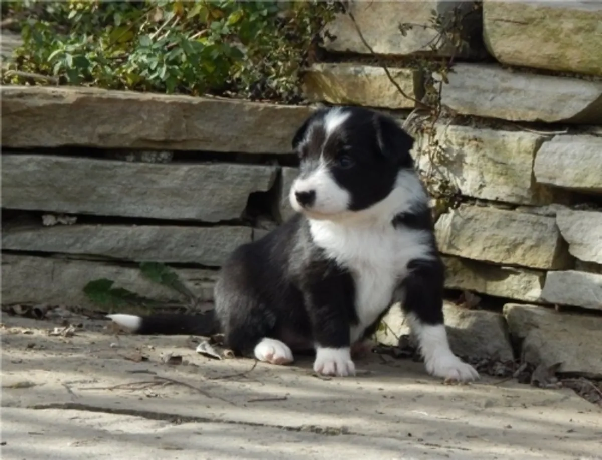 Preciosos cachorros de border collie disponibles