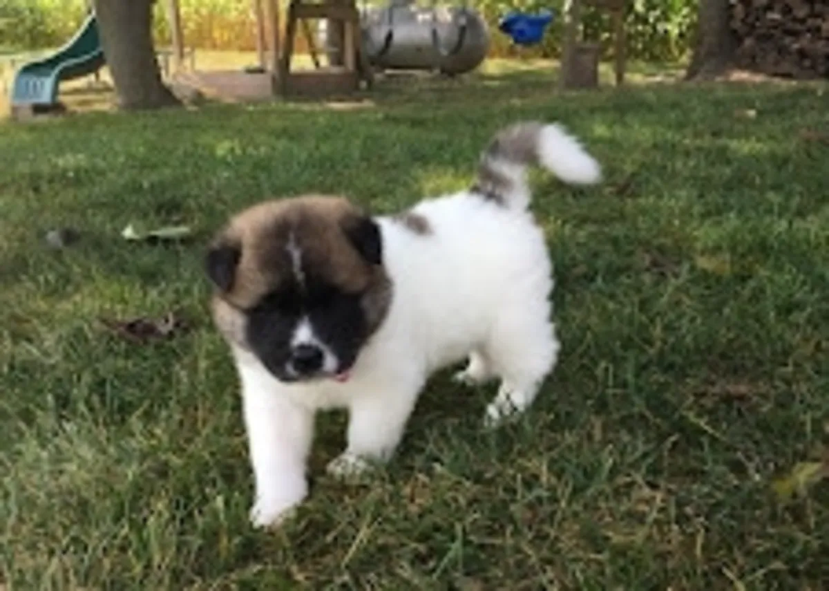 令人印象深刻的美丽秋田犬幼犬