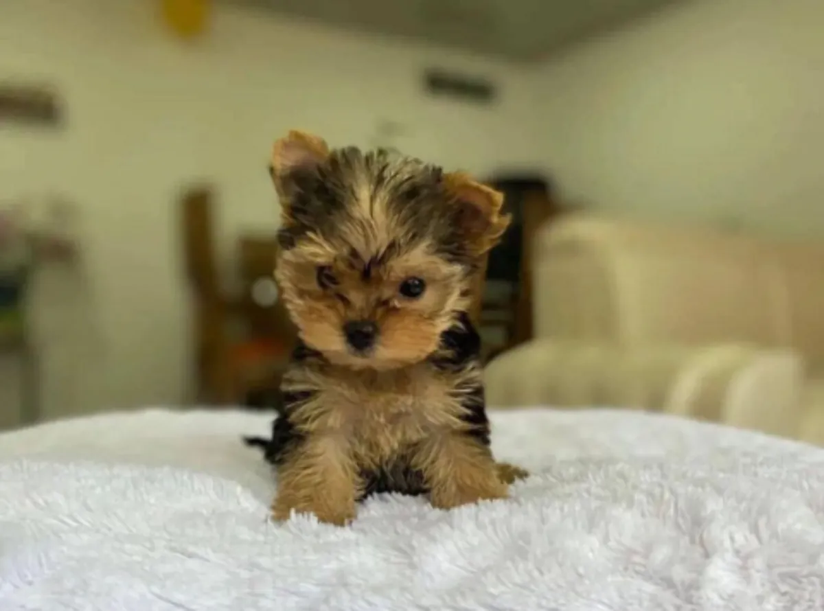 Sevimli Yorkie yavruları İletişim için daha fazla bilgi
