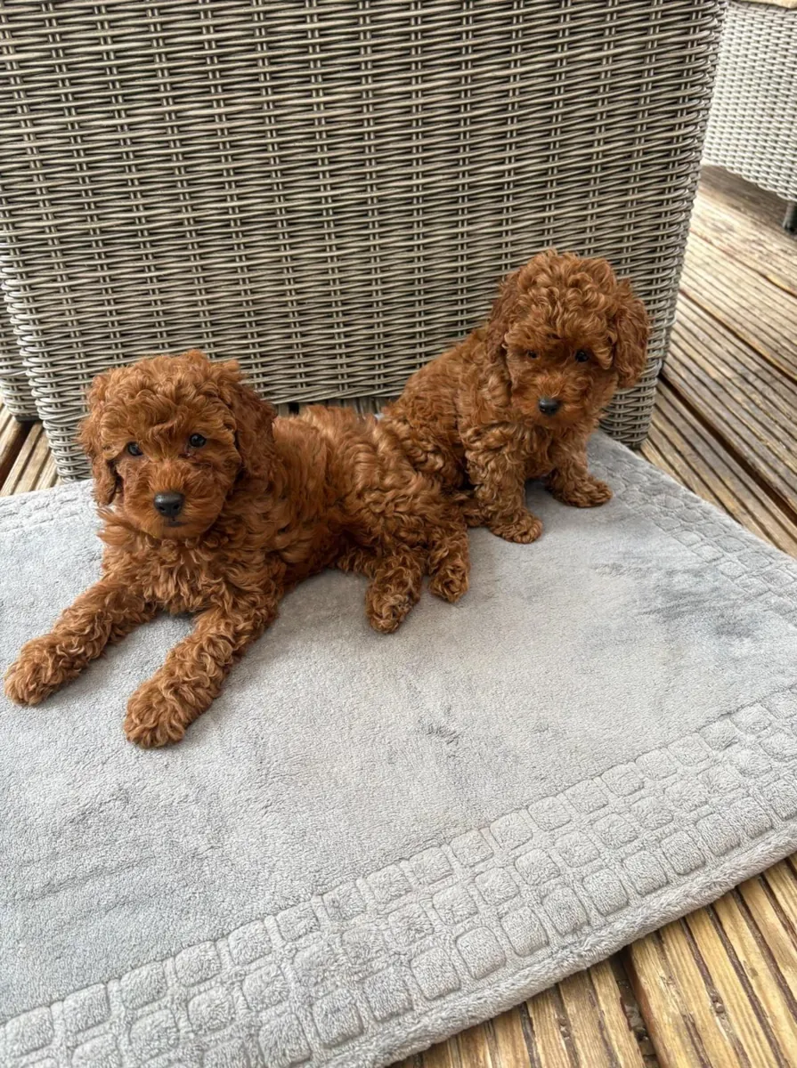Standart poodle'lar şimdi gitmeye hazır Sevimli