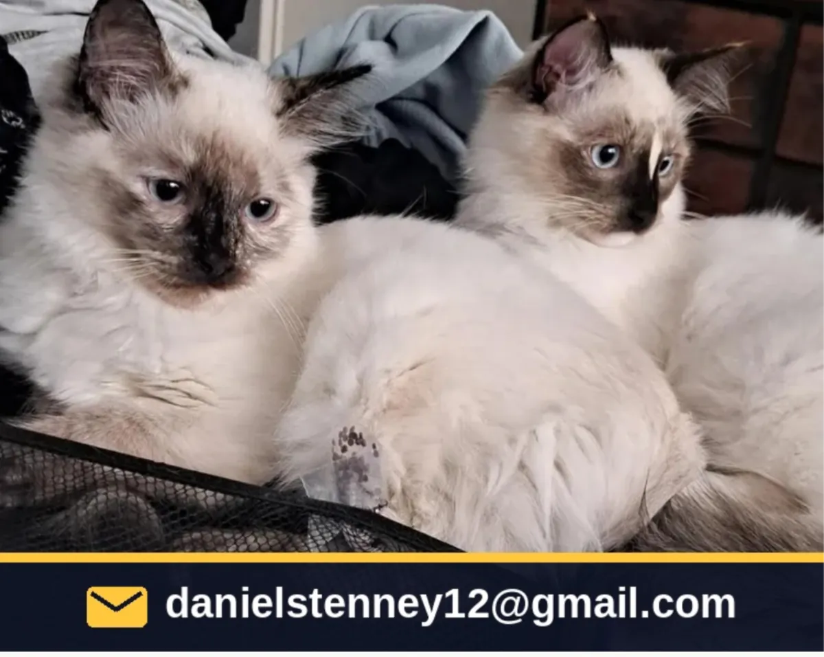 Ragdoll kittens seeking loving homes