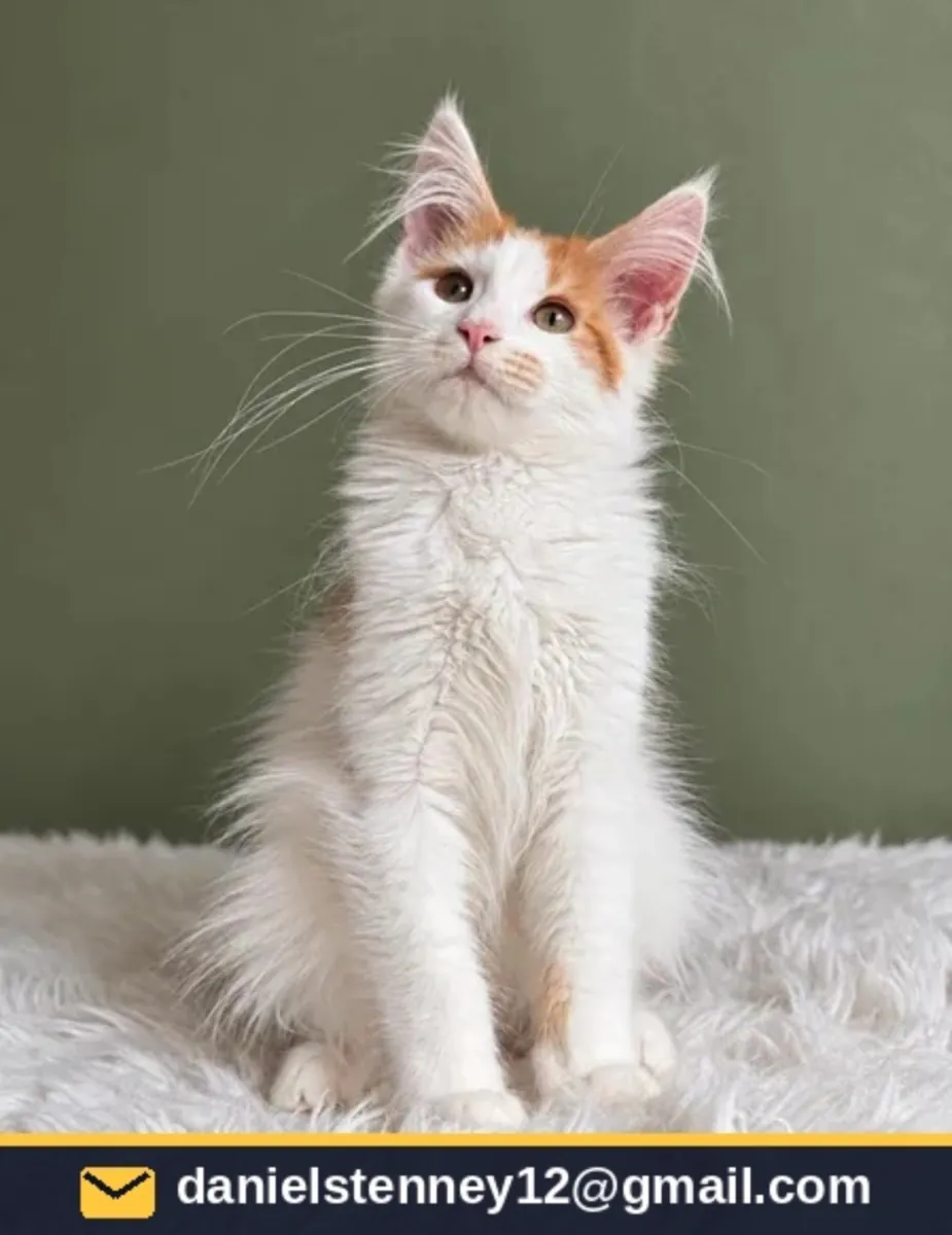 Maine Coon Kitten