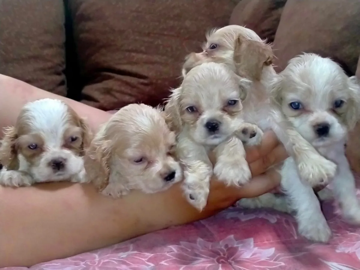 英式可卡犬幼犬