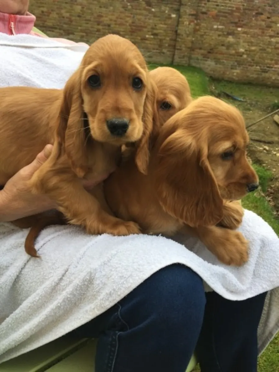 Cachorros de Cocker Spaniel entrenados para hacer sus necesidades y vivir en casa