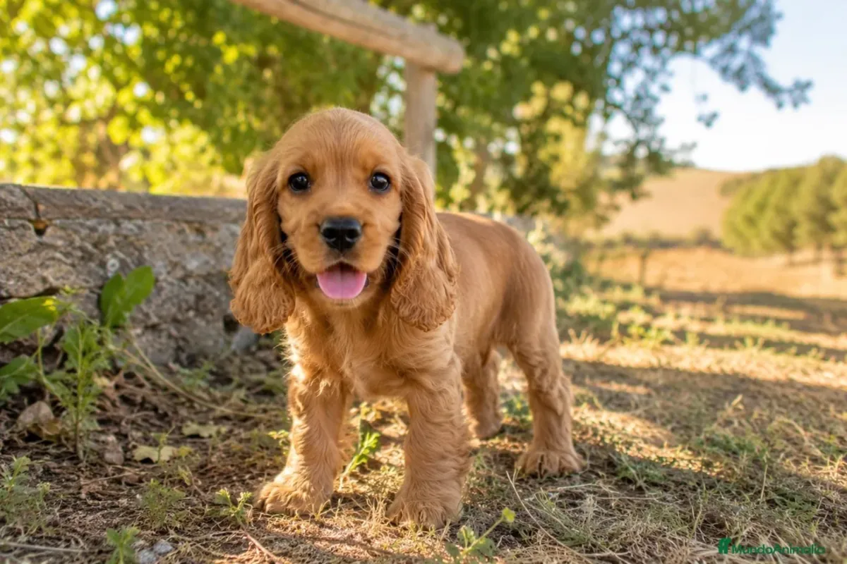 3个月大的金色可卡犬待领养