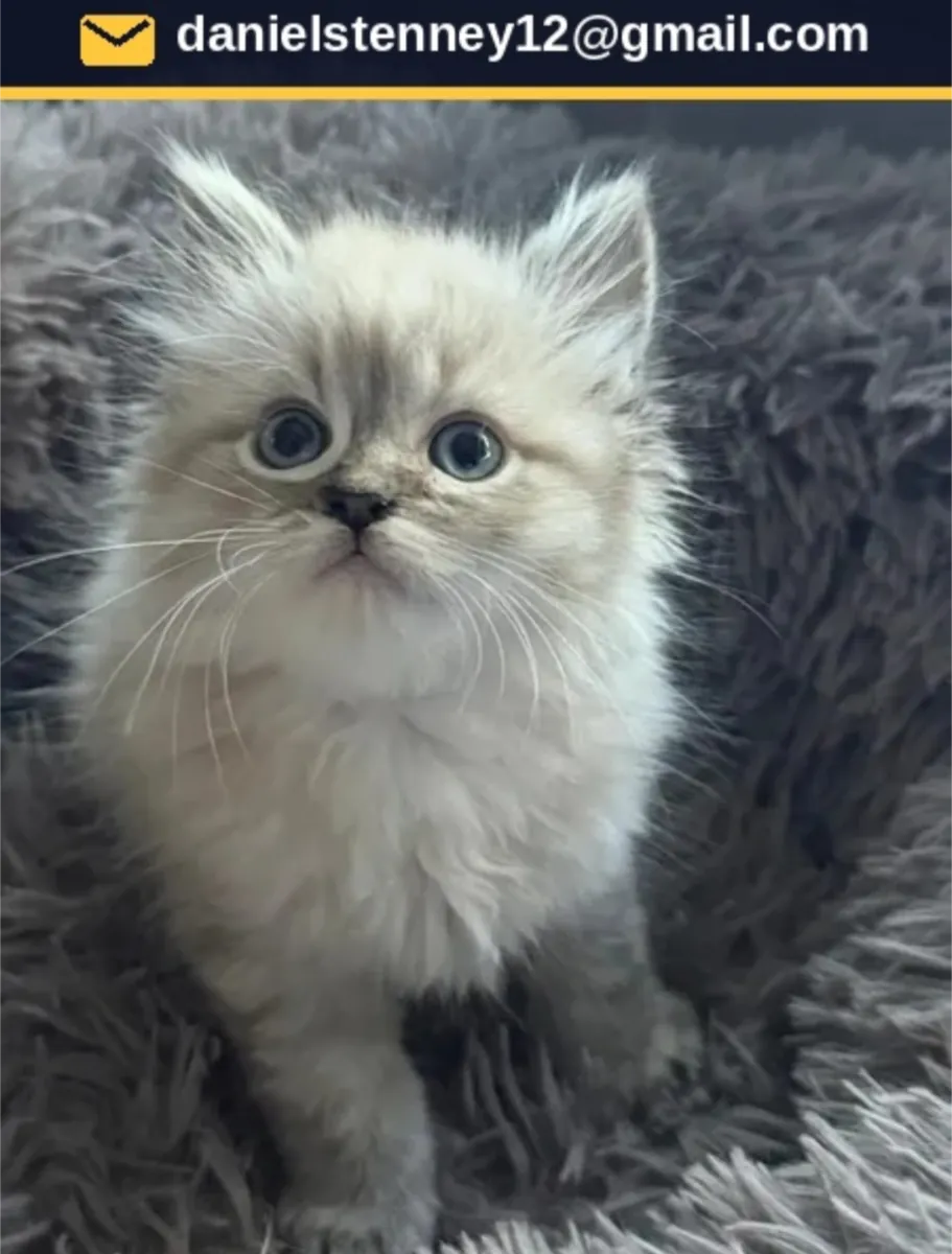 Ragdoll Kitten