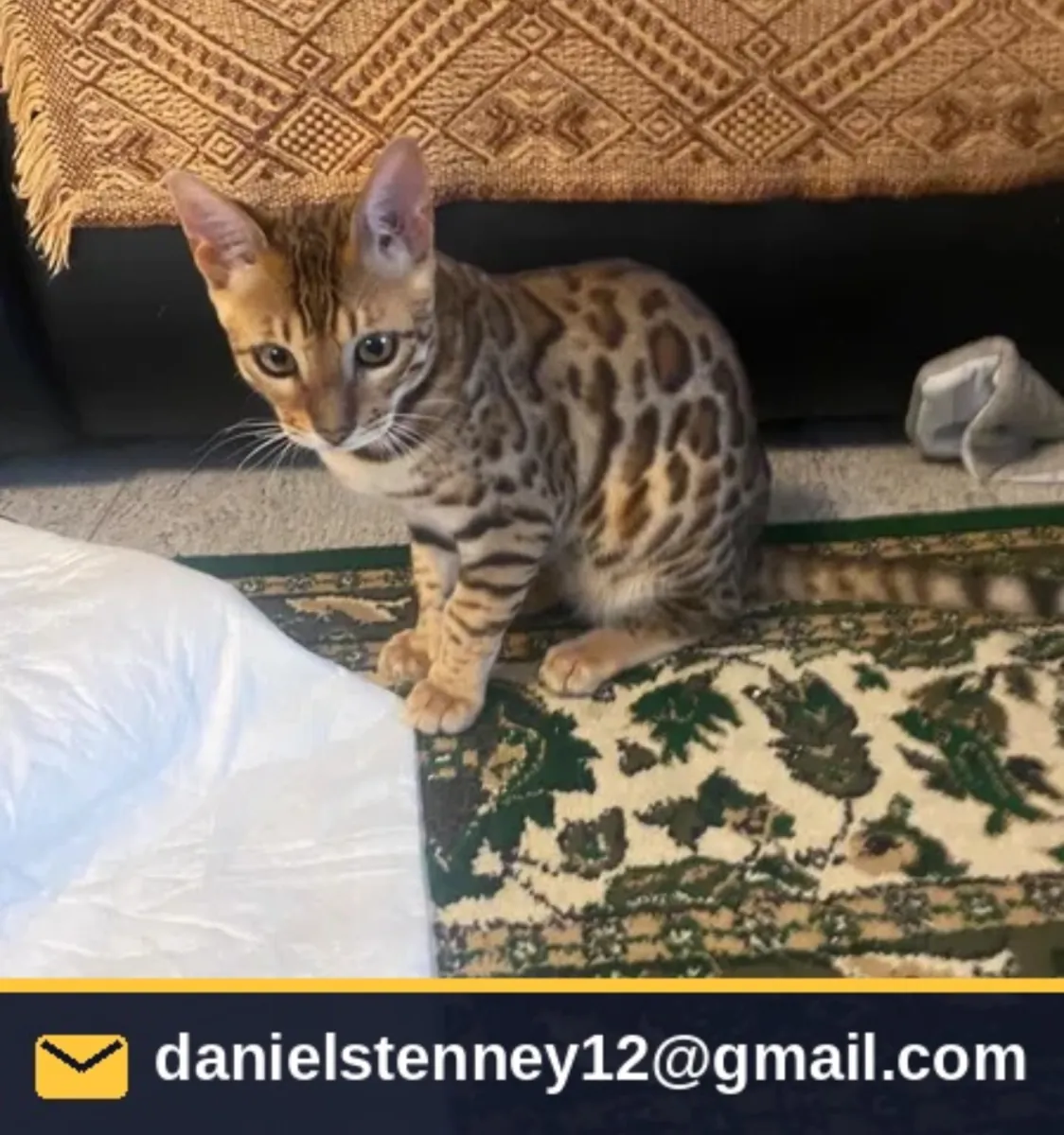 Purebred Bengal cats