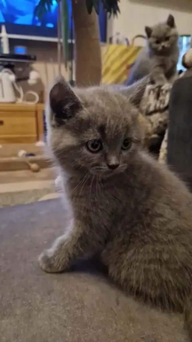 Güzel 6 safkan British Shorthair yavrusu