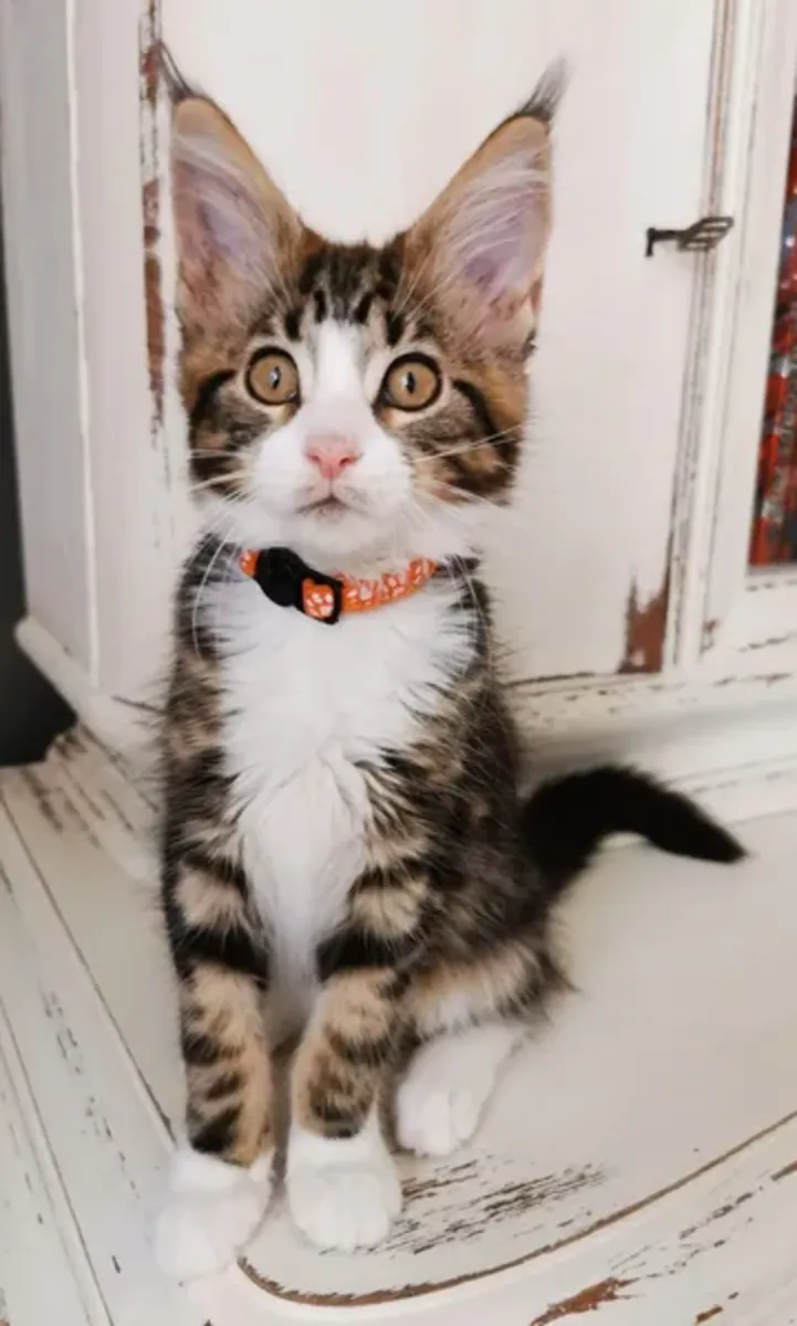 Harika safkan Maine Coon yavruları