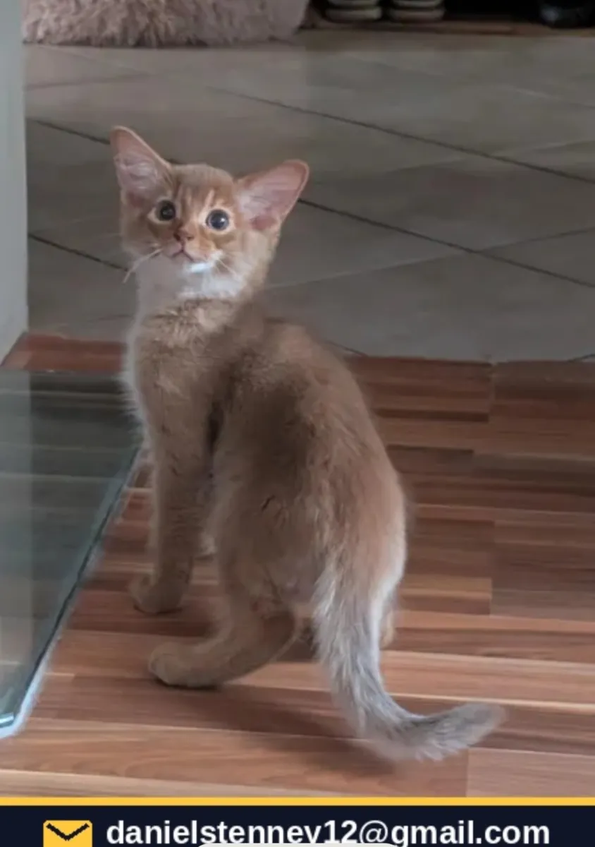 Somali kittens