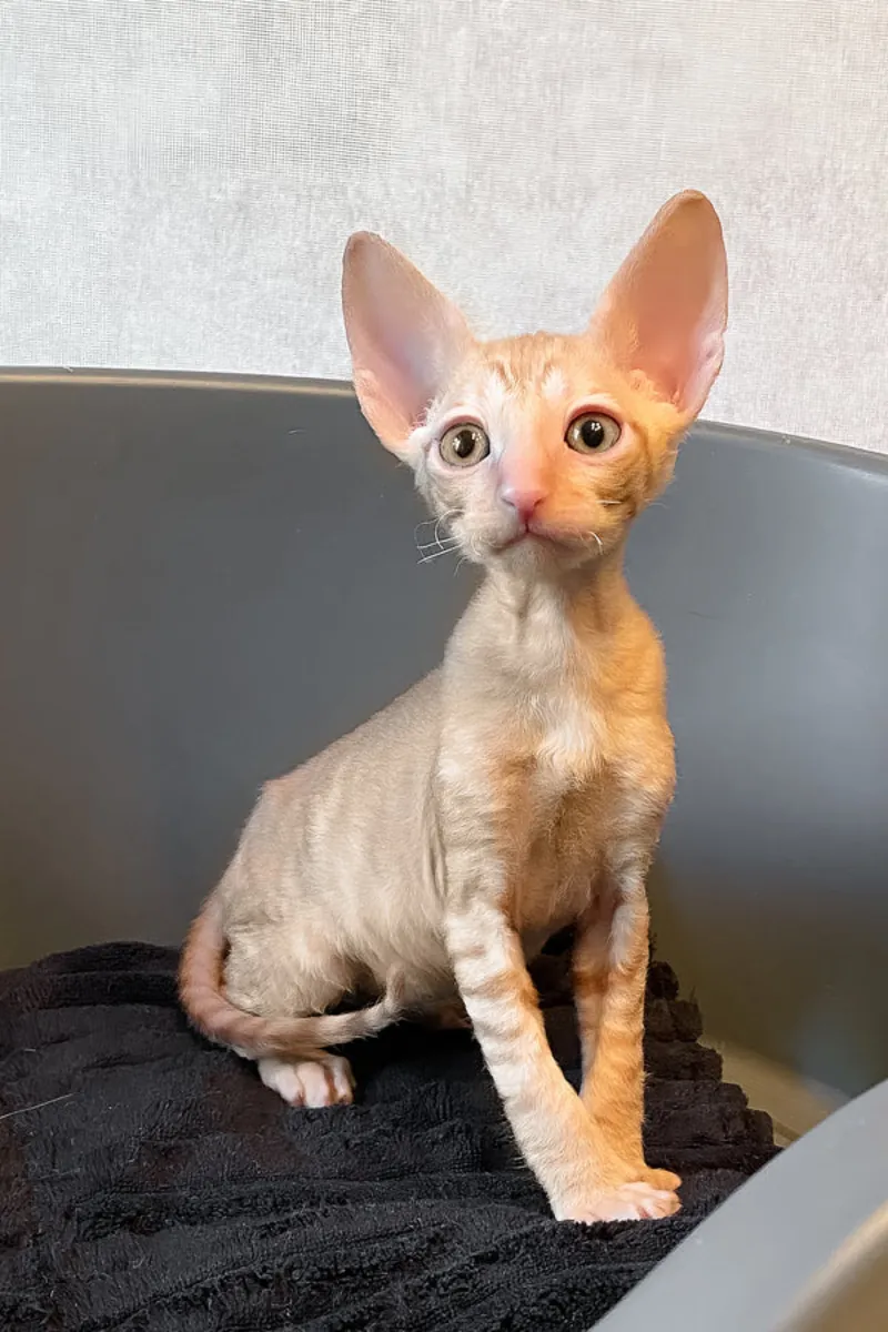 康沃尔雷克斯小猫