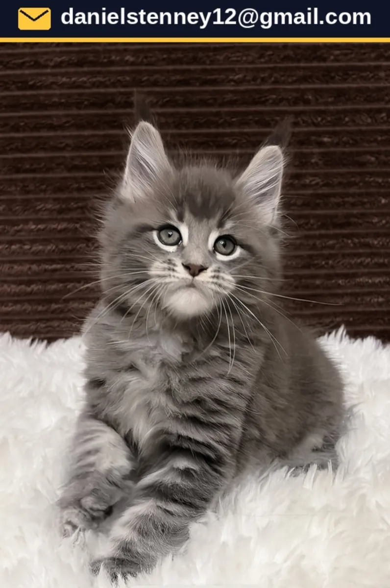 Beautiful Maine Coon Kitten