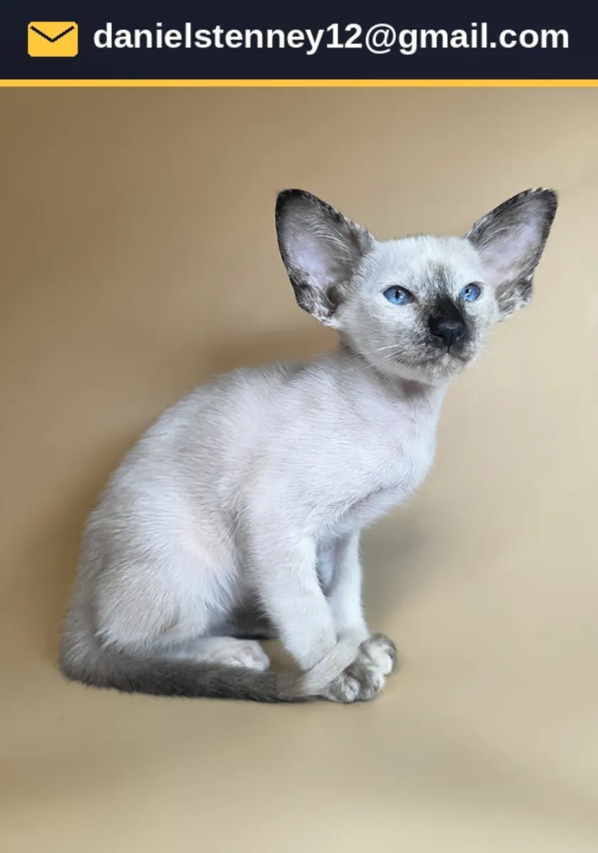 Güzel Doğu Kısa Tüy Kedi Yavrusu