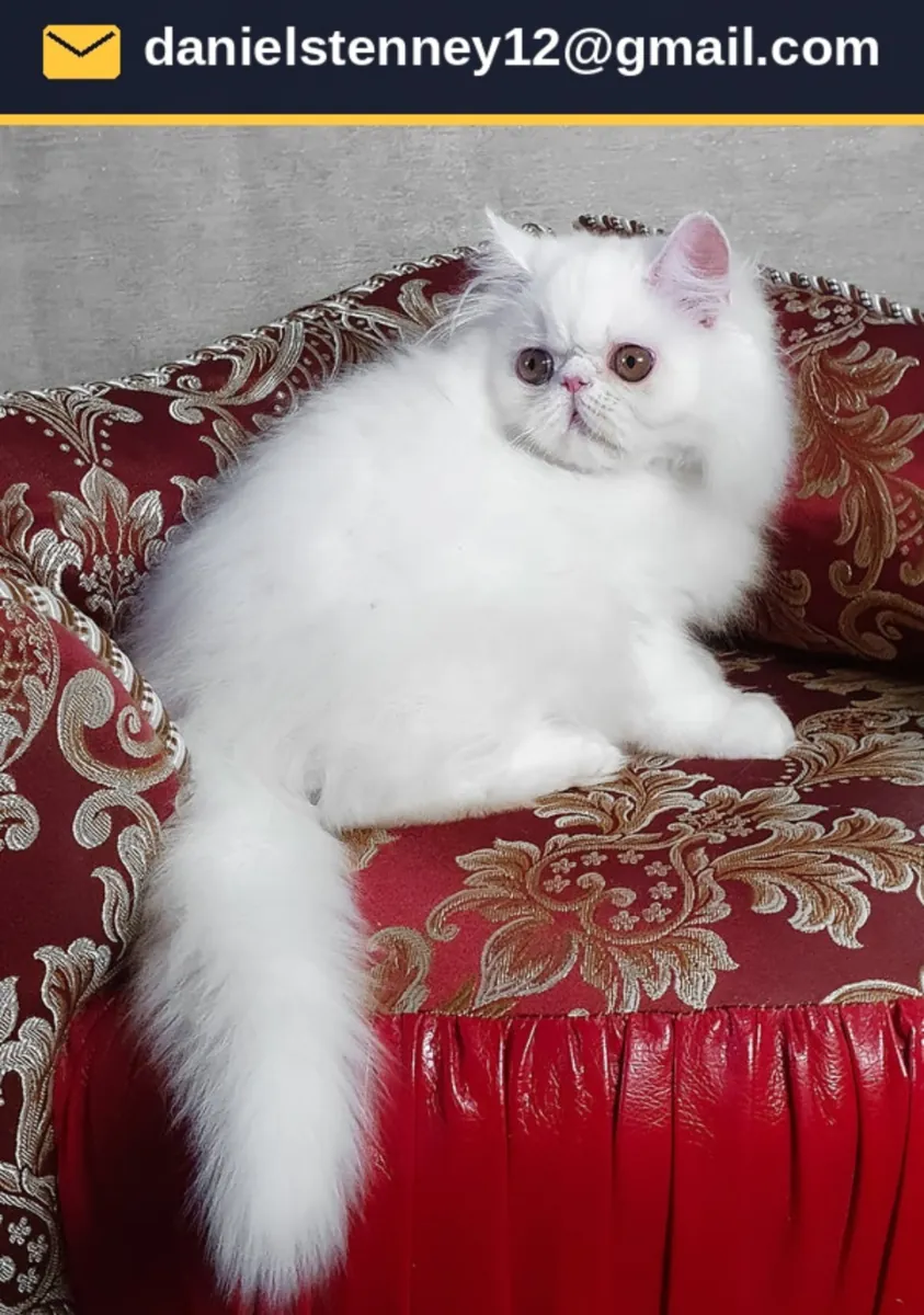 Chaton Persan
