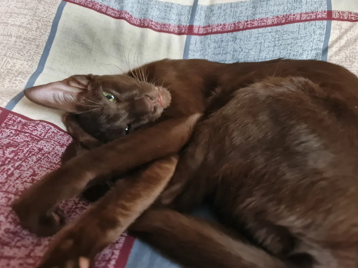 Chaton oriental à poil court