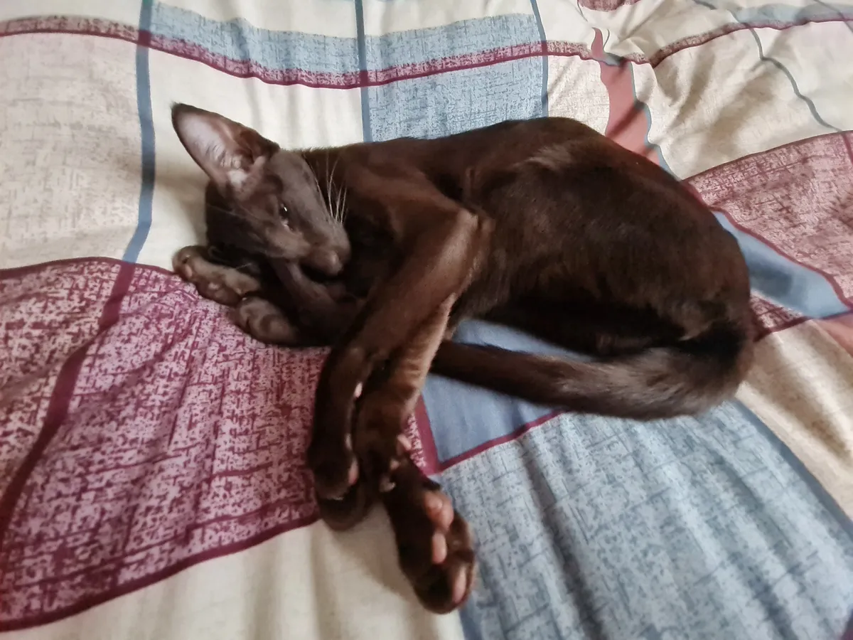 Chaton oriental à poil court