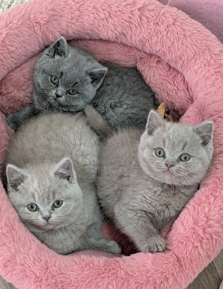 Nous avons des chatons British Shorthair.