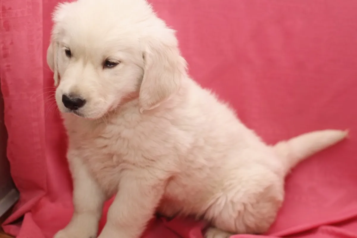 Şu anda hazır altın retriever yavruları