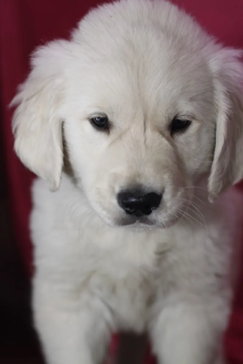 Şu anda hazır altın retriever yavruları