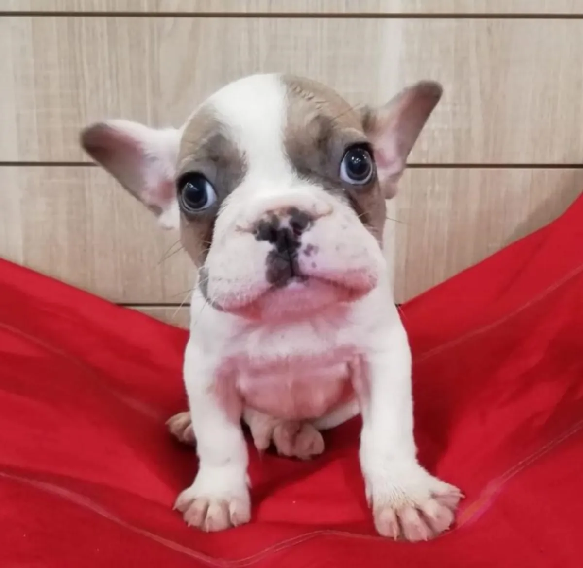 美丽的法国斗牛犬小狗准备好找一个好家