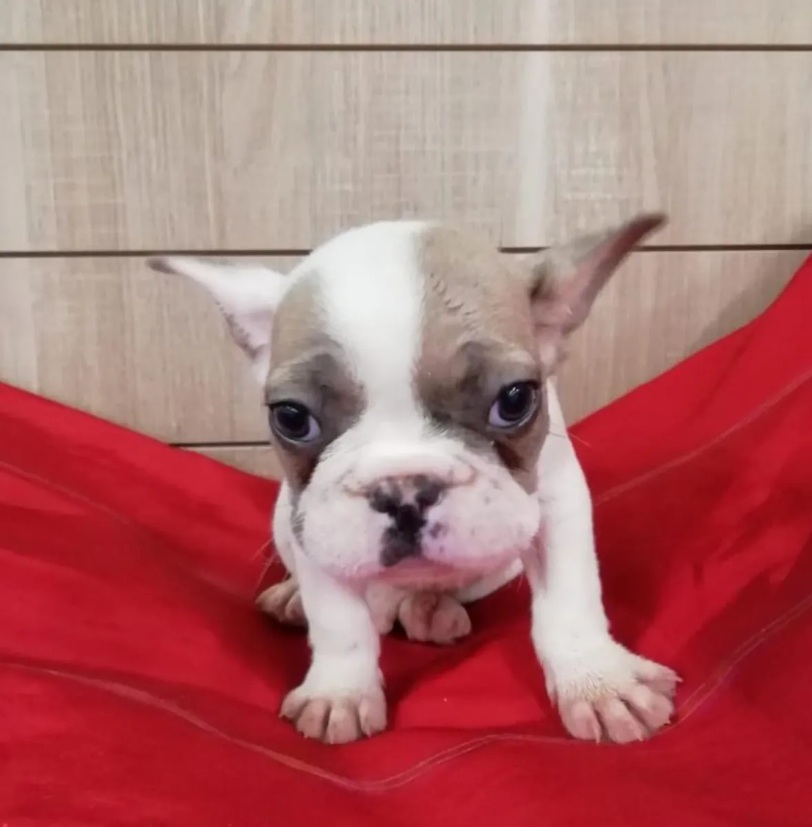 美丽的法国斗牛犬小狗准备好找一个好家