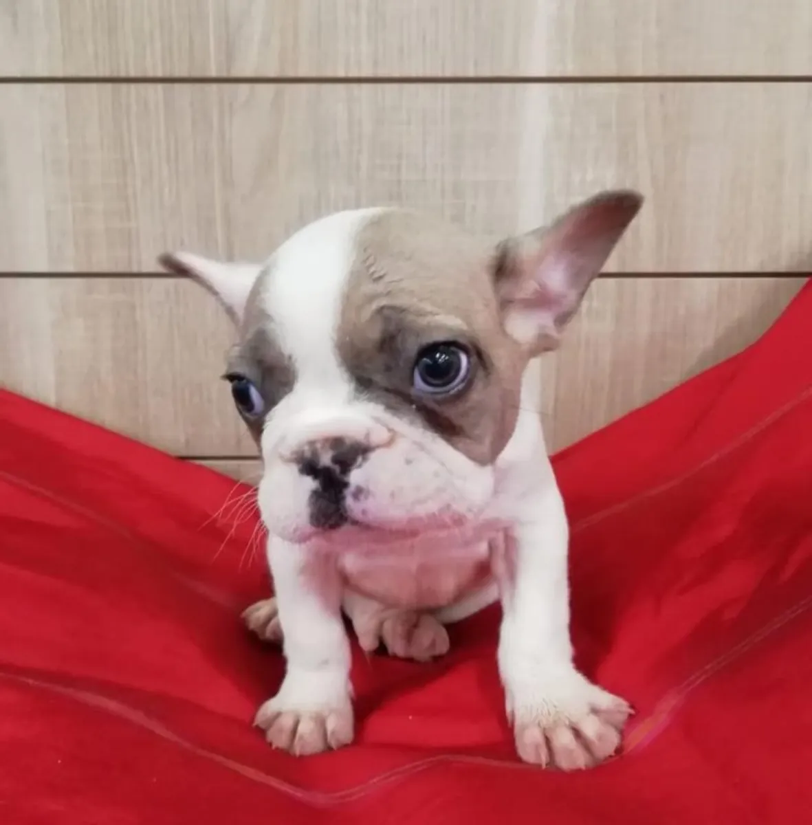 美丽的法国斗牛犬小狗准备好找一个好家