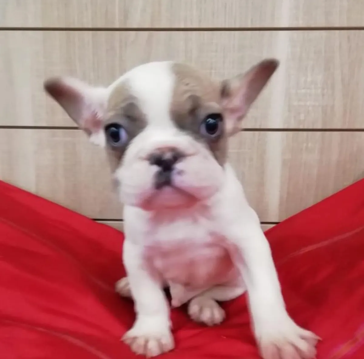 美丽的法国斗牛犬小狗准备好找一个好家