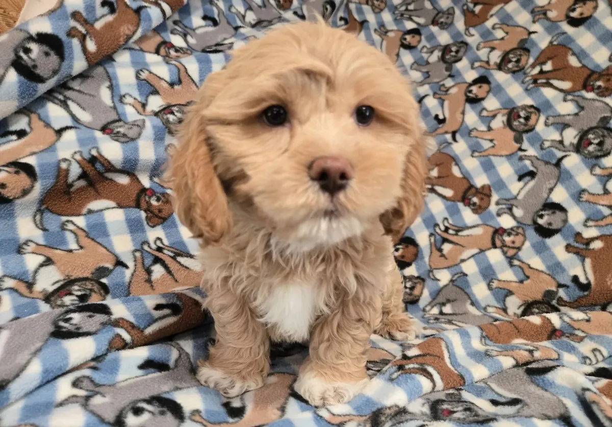 cachorro shihpoo. 11 semanas. macho
