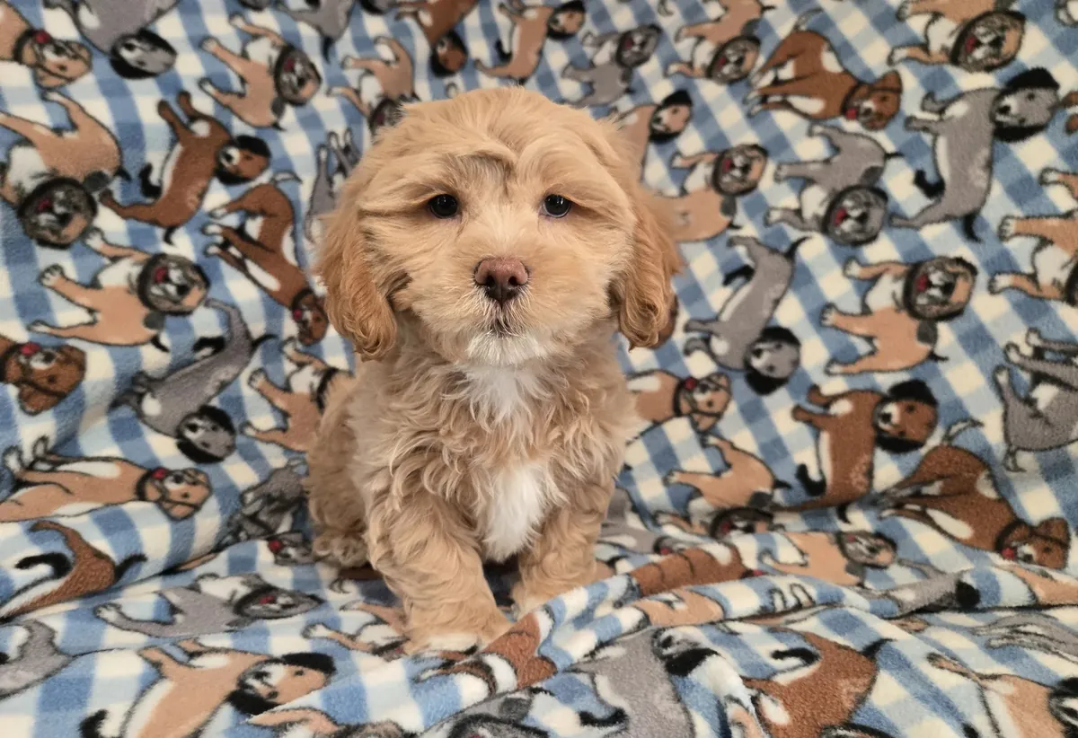 cachorro shihpoo. 11 semanas. macho