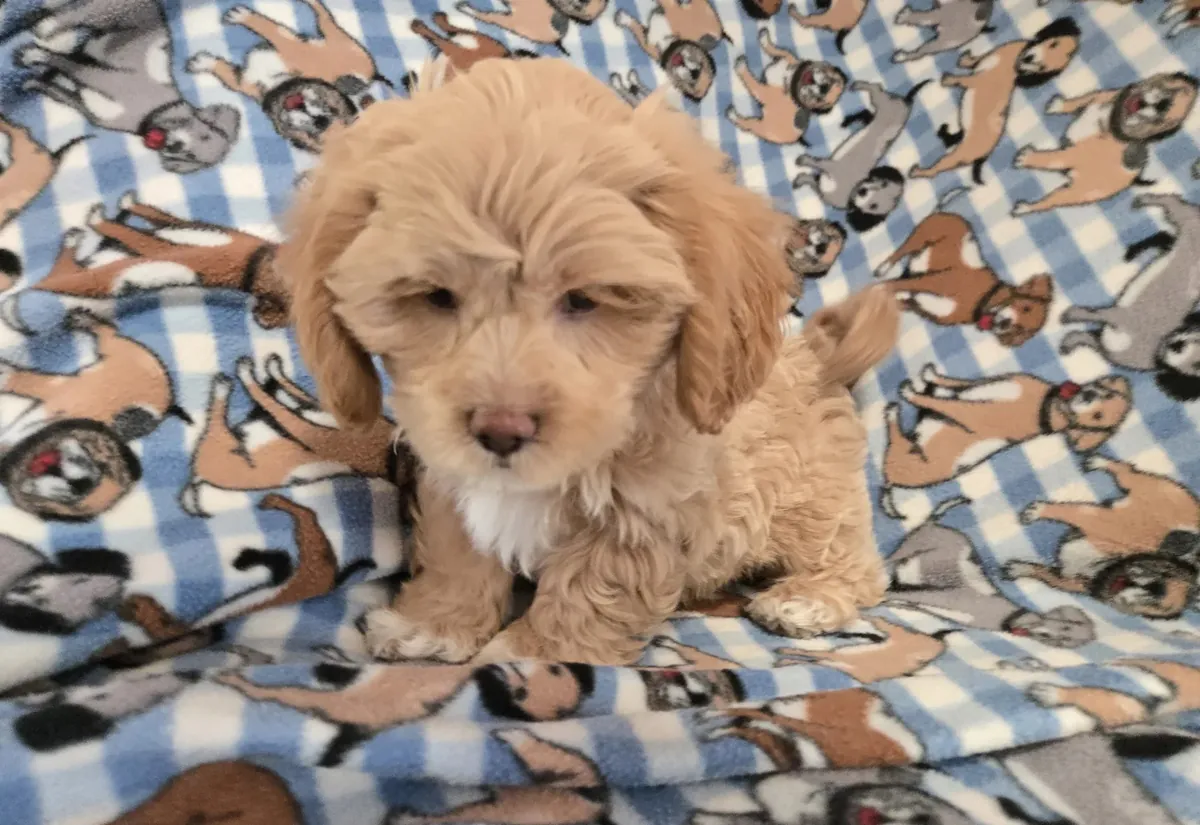 cachorro shihpoo. 11 semanas. macho