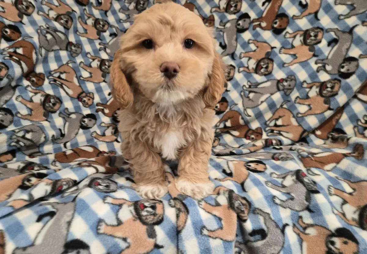 cachorro shihpoo. 11 semanas. macho