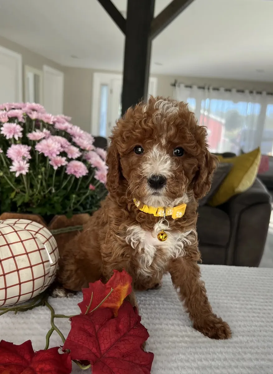 Mini Goldendoodle listo para un buen hogar