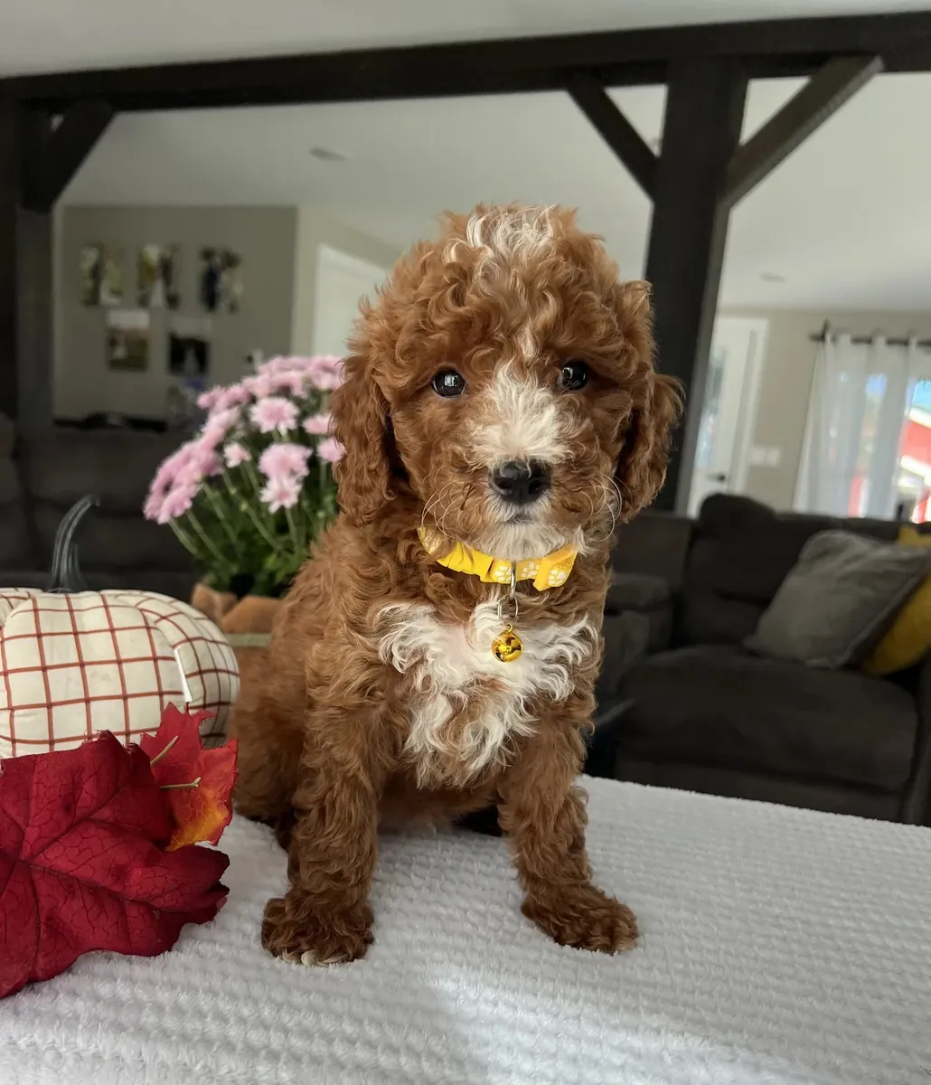 Mini Goldendoodle listo para un buen hogar